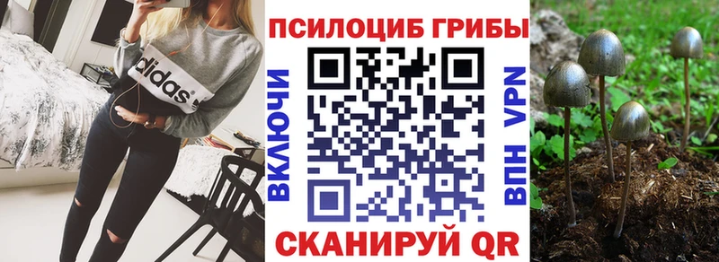 Псилоцибиновые грибы MAGIC MUSHROOMS  darknet телеграм  Новая Ладога 